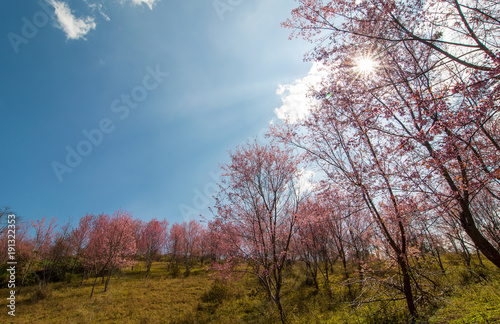 Beautiful landscape of pink flower or Wild Himalayan Cherry(Prunus cerasoides), Sakura in Thailand, with blue sky and sun on background at Phu Lom Lo, Loei province, Thailand.