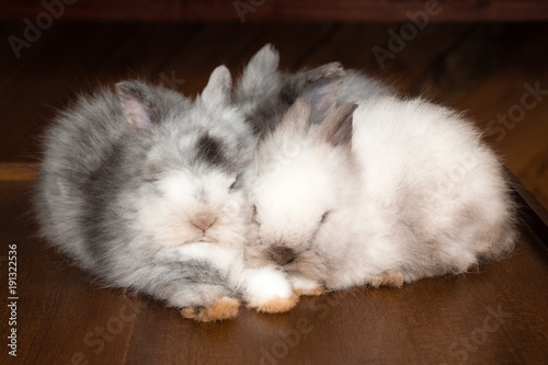 Three sleeping fluffy white and gray rabbits on a wooden table.