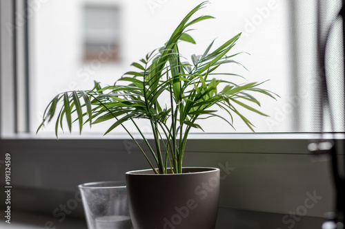 Zimmerpflanze am Fenster