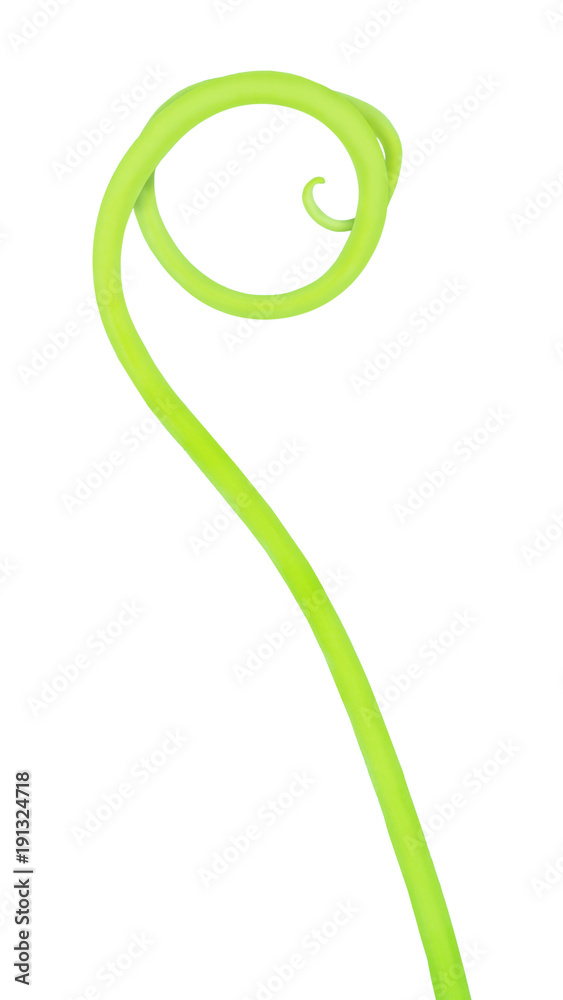 Cucumber creeping stem isolated on a white. Cucumber creeping stem isolated on a white.