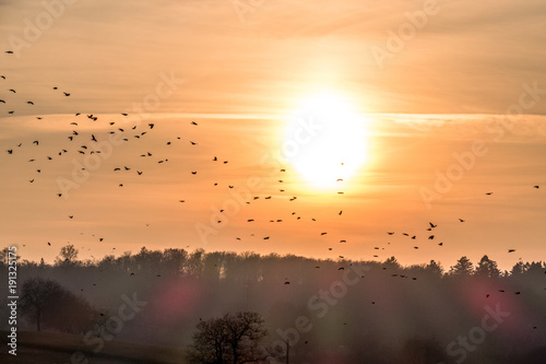 Krähen auf Baumkrone © focus finder
