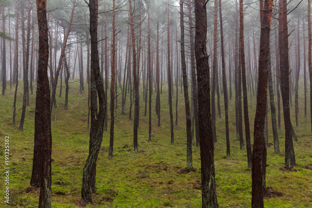 Gęsta mgła w lesie w Polsce
