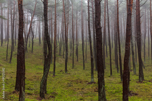 Gęsta mgła w lesie w Polsce © hunter76