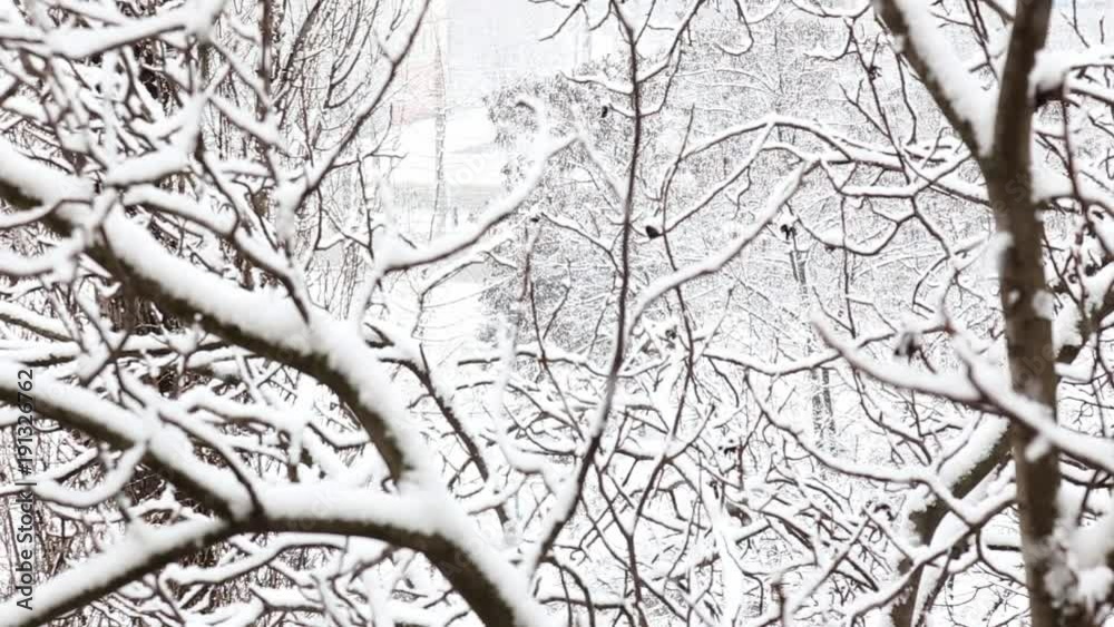 Falling snow in a winter park with snow covered trees. Falling snow in a winter park with snow covered trees.
