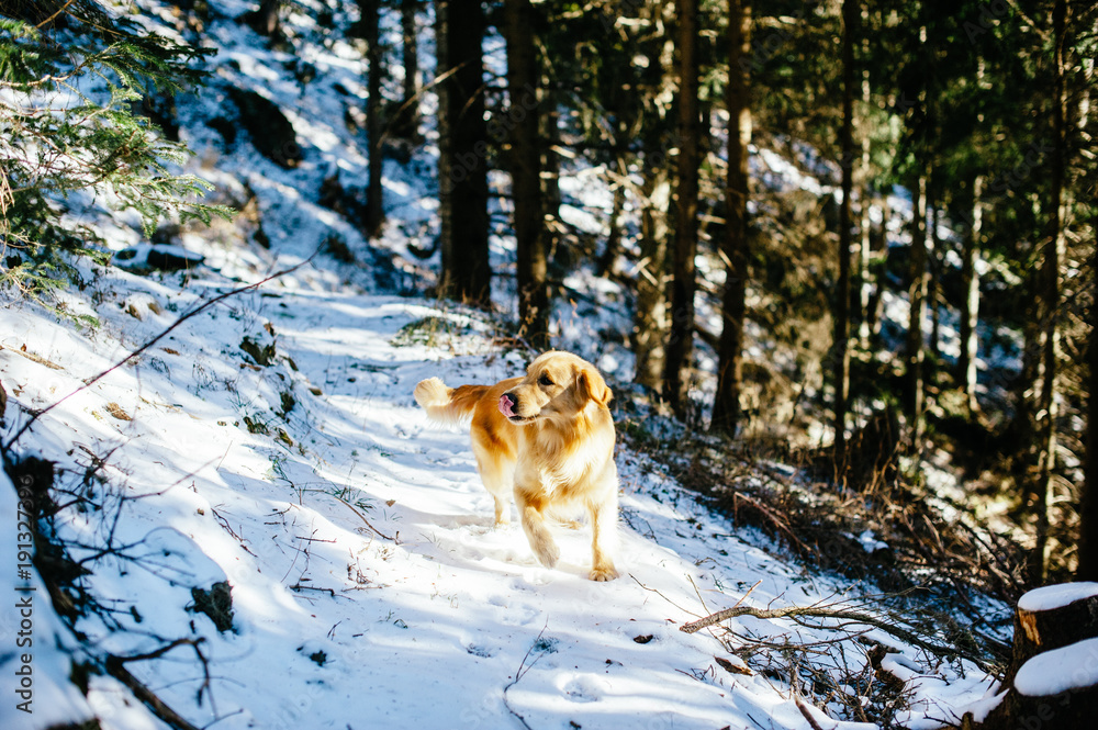 Golden retriever in the fir and larch forest in winter, snowy trail sprinkled with snow, Golden retriever in the fir and larch forest in winter, snowy trail sprinkled with snow,