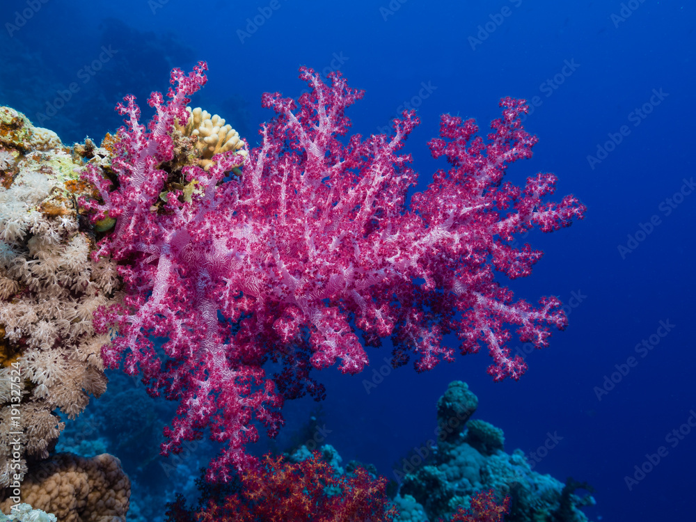 Fototapeta premium Weichkoralle im Roten Meer