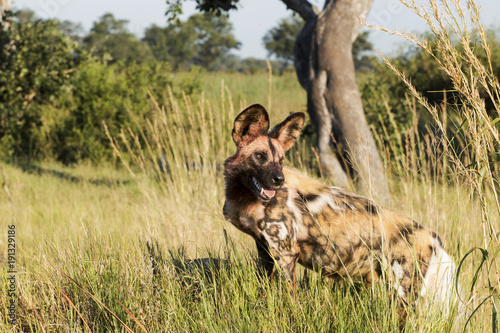 African wild dog