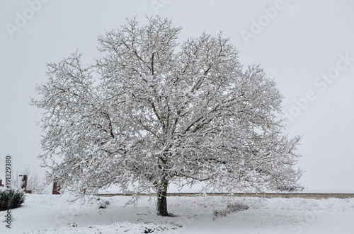 Wallpaper Mural Arbre couvert de neige Torontodigital.ca