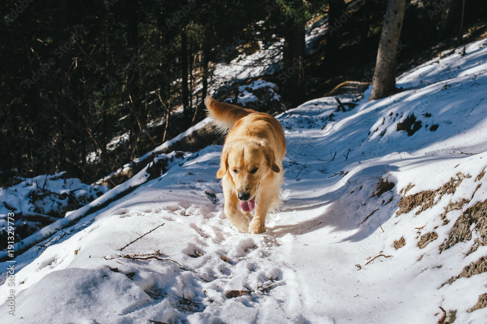 Golden retriever in the fir and larch forest in winter, snowy trail sprinkled with snow,