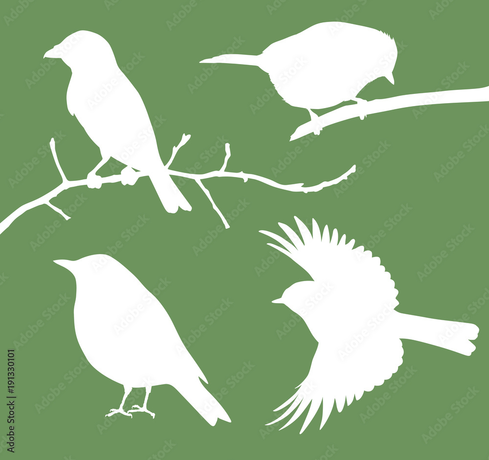 Vector birds silhouettes collection Vector birds silhouettes collection