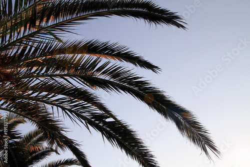 Palm tree in front of blue sky in the afternoon hours