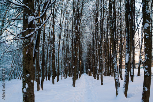 Beautiful winter forrest covered with fresh snow