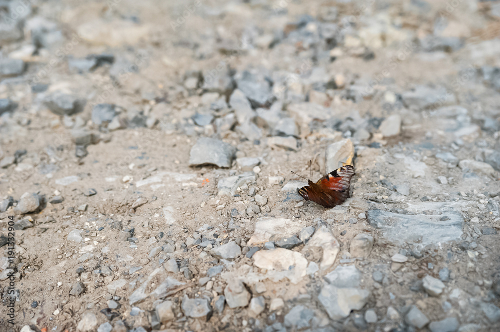 Summer and spring photo of a butterfly on a rocky ground. Beautiful multi-colored butterfly macro as background and place for your text. Summer and spring photo of a butterfly on a rocky ground. Beautiful multi-colored butterfly macro as background and place for your text.