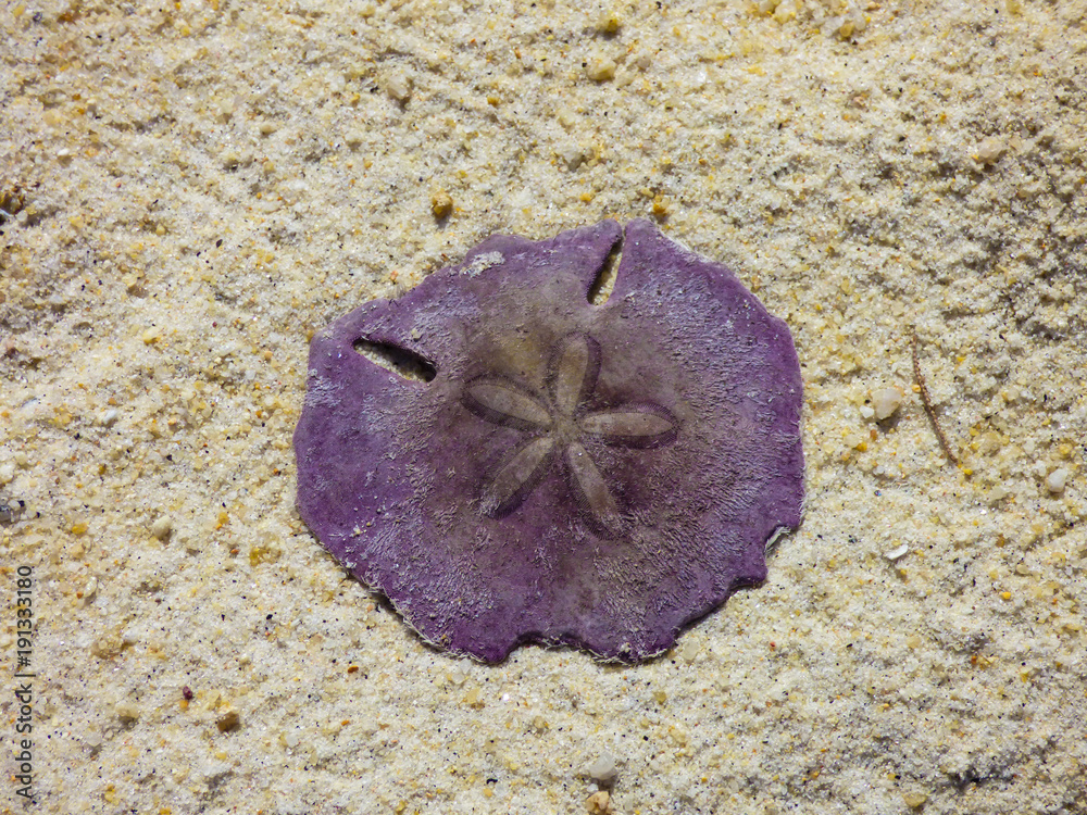 Beautiful purple sand dollar on the sand at Teluk bahang's beach - Penang,  Malaysia Stock Photo | Adobe Stock