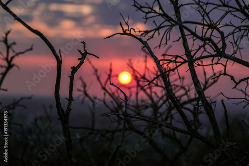 Photography Through the branches