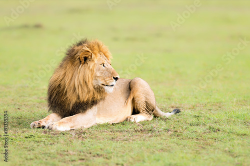Wallpaper Mural Lion, Masai Mara, Kenya Torontodigital.ca