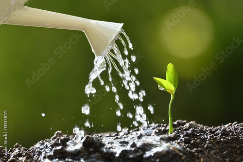 Canvas Print Sprout watered from a watering can on nature background