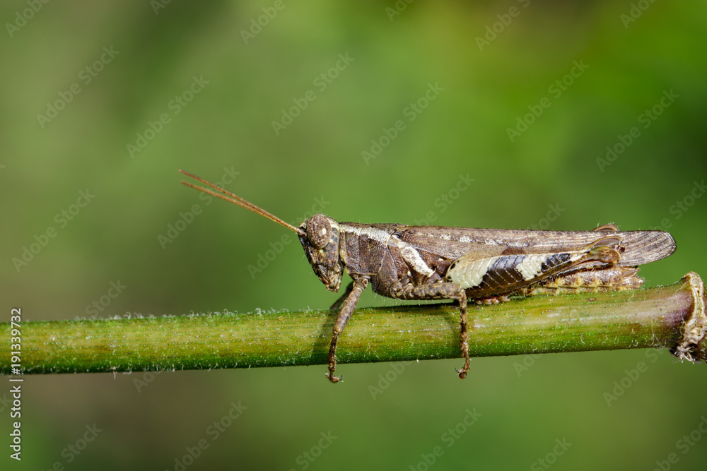 Image of White-banded Grasshopper(Stenocatantops splendens) on the green branch. Insect. Animal. Image of White-banded Grasshopper(Stenocatantops splendens) on the green branch. Insect. Animal.