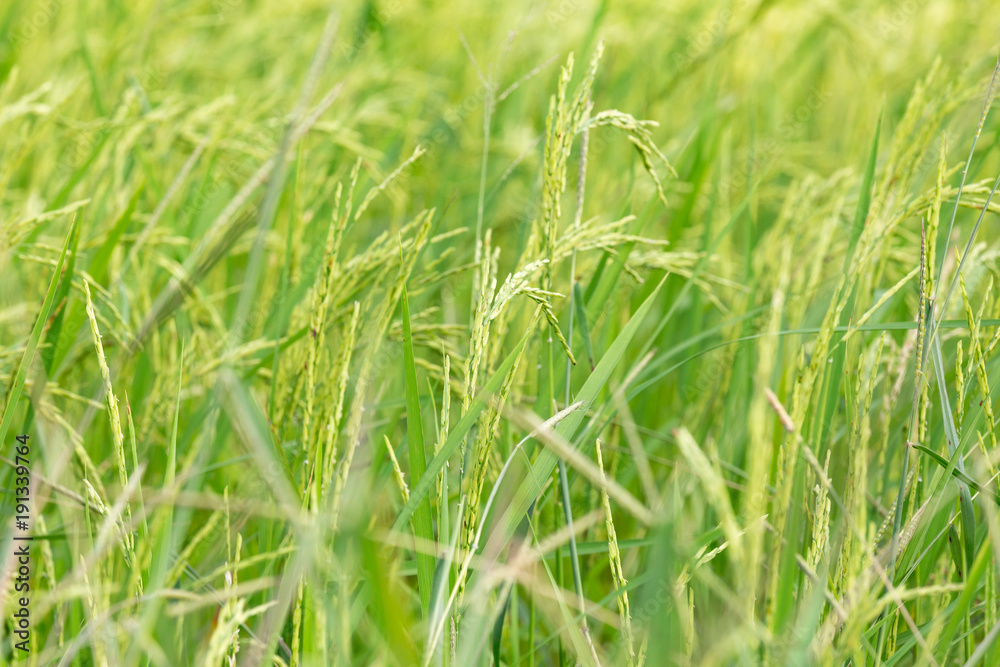An organic asian golden rice farm during the sun set in the countryside of Thailand. An organic asian golden rice farm during the sun set in the countryside of Thailand.