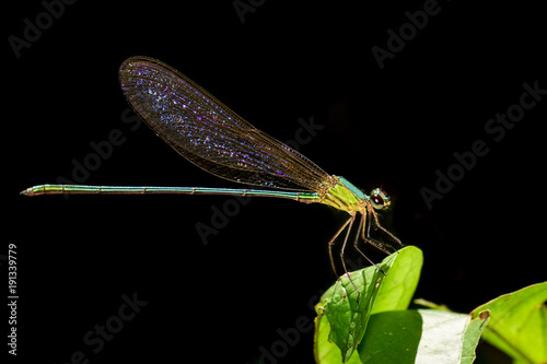 Image of Dragonfly(Vestalaria smaragdina, Amphipterygidae) on green leaves. Insect Animal.