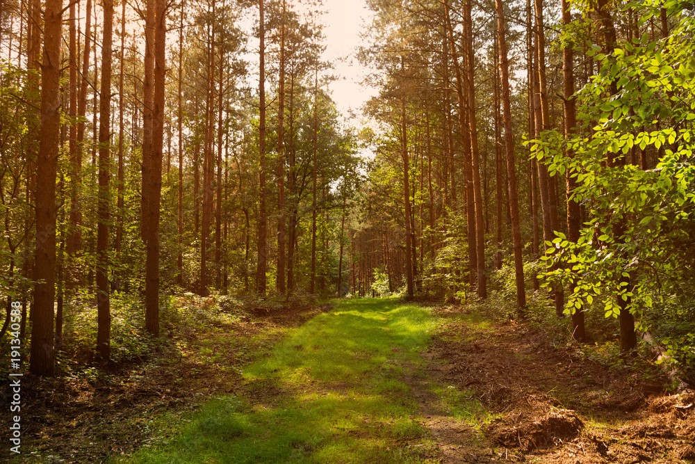 Fototapeta premium waldweg im gegenlicht