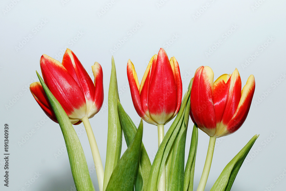 Spring. International Women's Day on March 8. Three beautiful blossoming tulips on a white background Spring. International Women's Day on March 8. Three beautiful blossoming tulips on a white background
