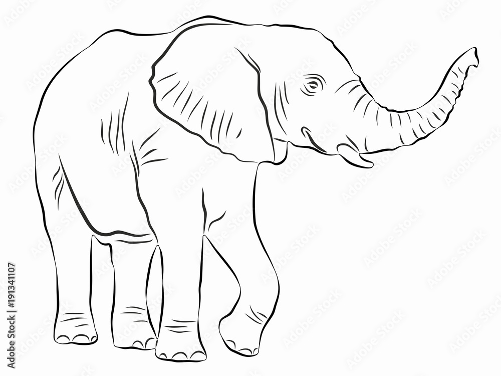 Elephant vector