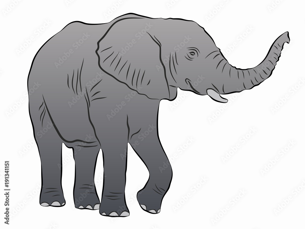Obraz premium illustration of elephant, vector drawing
