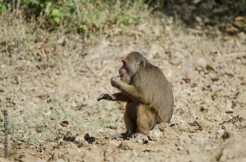 Stump-tailed macaque (Macaca arctoides) © forest71