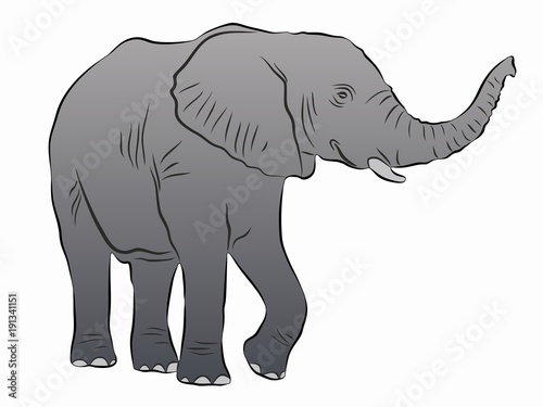 illustration of elephant  vector drawing