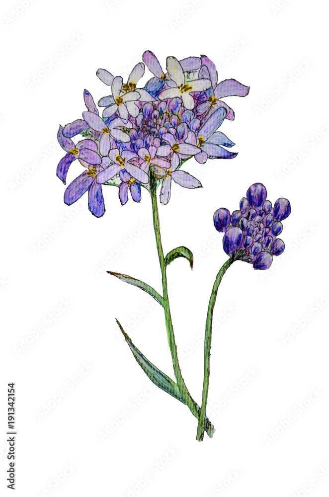 Fototapeta premium Original watercolor painting of iberis flower