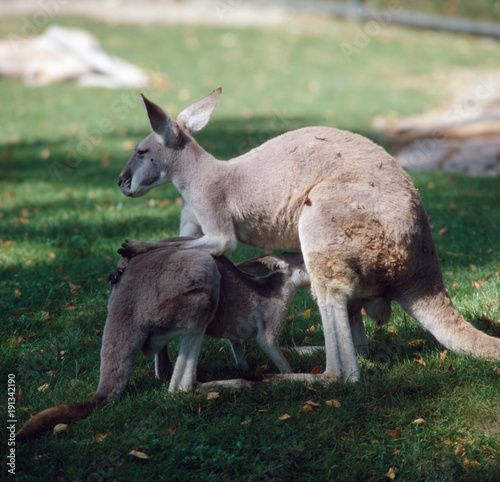 Australien - Reise nach Sydney, Australien 1970er Jahre. Journey to Sydney, Australia 1970s.