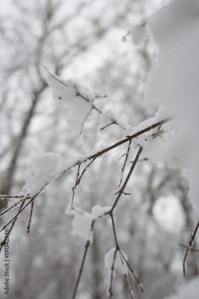 snowy branches snowy branches