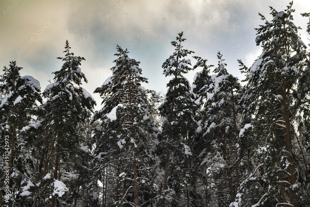 trees under the snow winter landscape