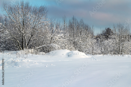 trees under the snow winter landscape