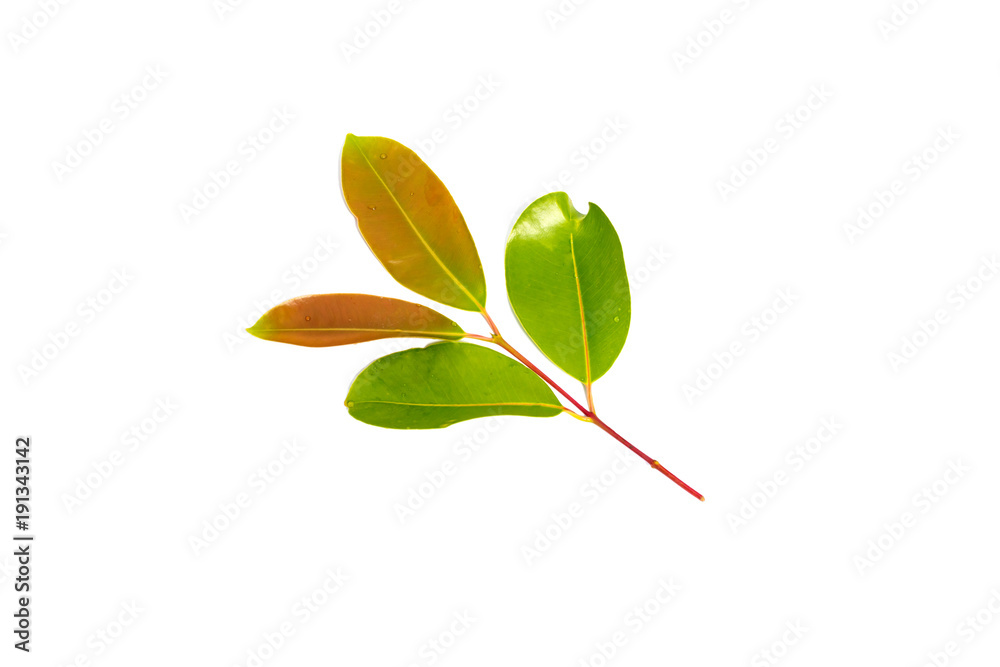 Obraz premium Fresh Green leaves isolated on white background