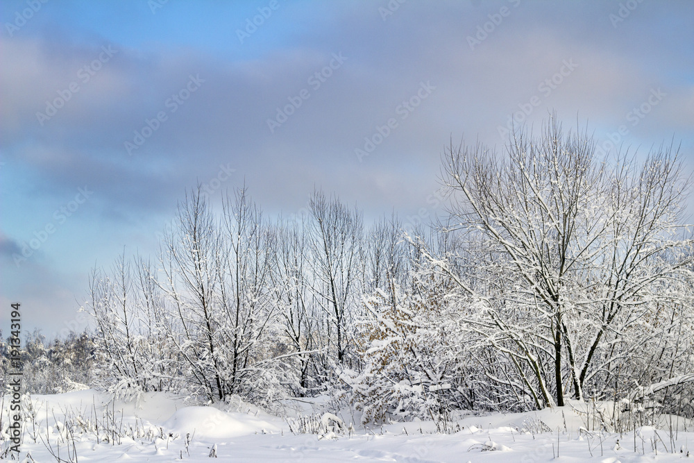 trees under the snow winter landscape trees under the snow winter landscape