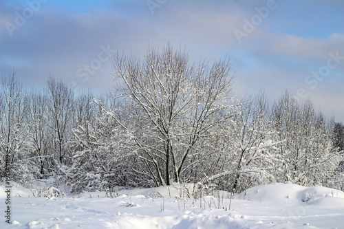 trees under the snow winter landscape
