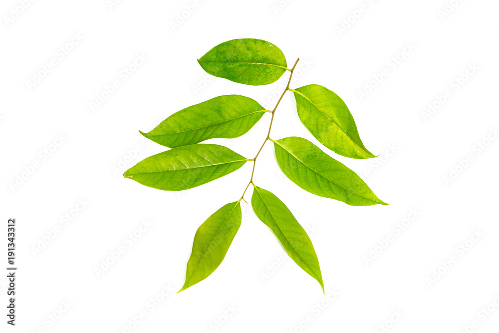 Fresh Green leaves isolated on white background Fresh Green leaves isolated on white background