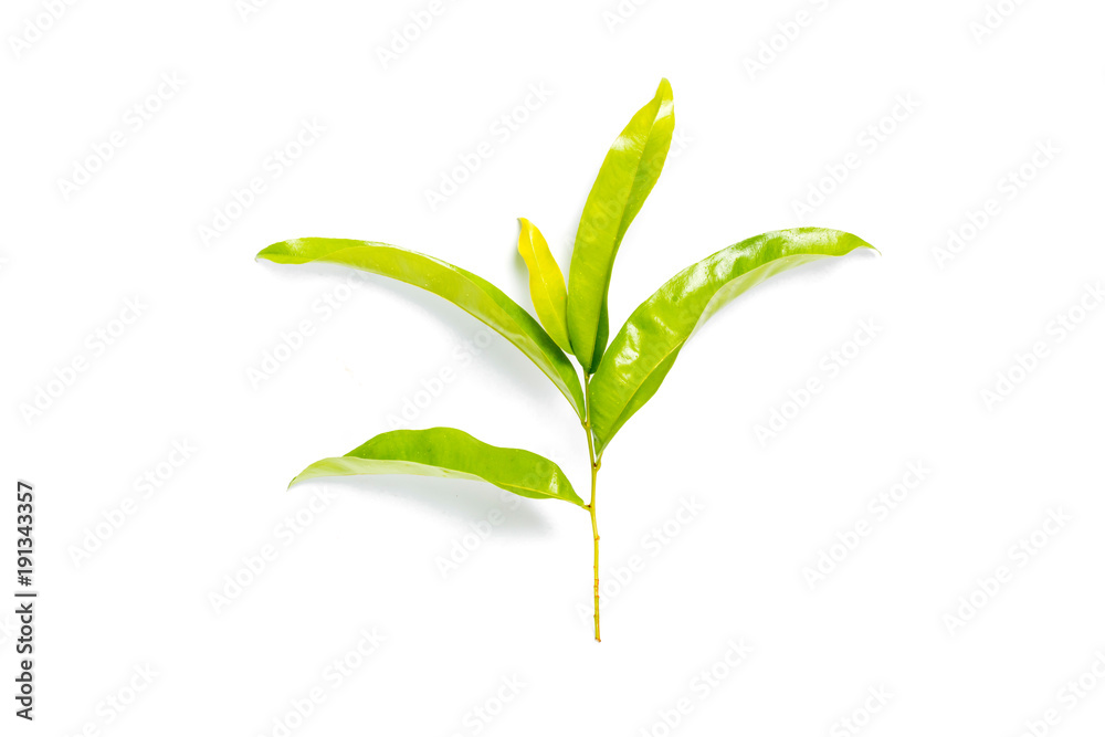 Fresh Green leaves isolated on white background Fresh Green leaves isolated on white background