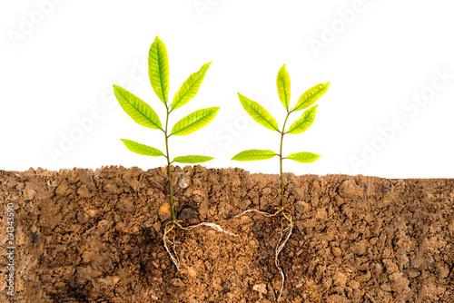 Obraz na plátně Growing plant with underground root visible on white background