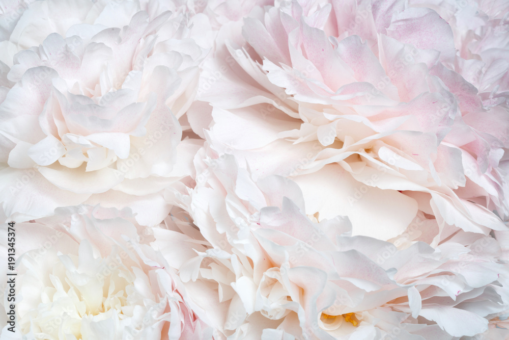 Abstract floral wallpaper from peony flowers. - obrazy, fototapety, plakaty 