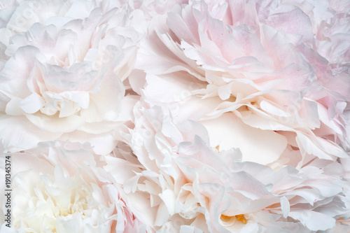 Abstract floral wallpaper from peony flowers.