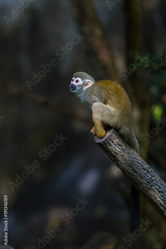 Squirrel monkeys are New World monkeys of the genus Saimiri. They are the only genus in the subfamily Saimirinae.