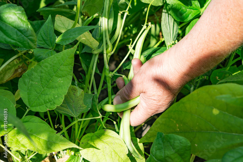 Close-up of a woman's hand collecting pods green beans on a summer day. Agro-culture without nitrates.