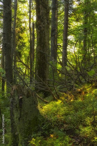 fairy forest of virgin forests in the Carpathian Mountains