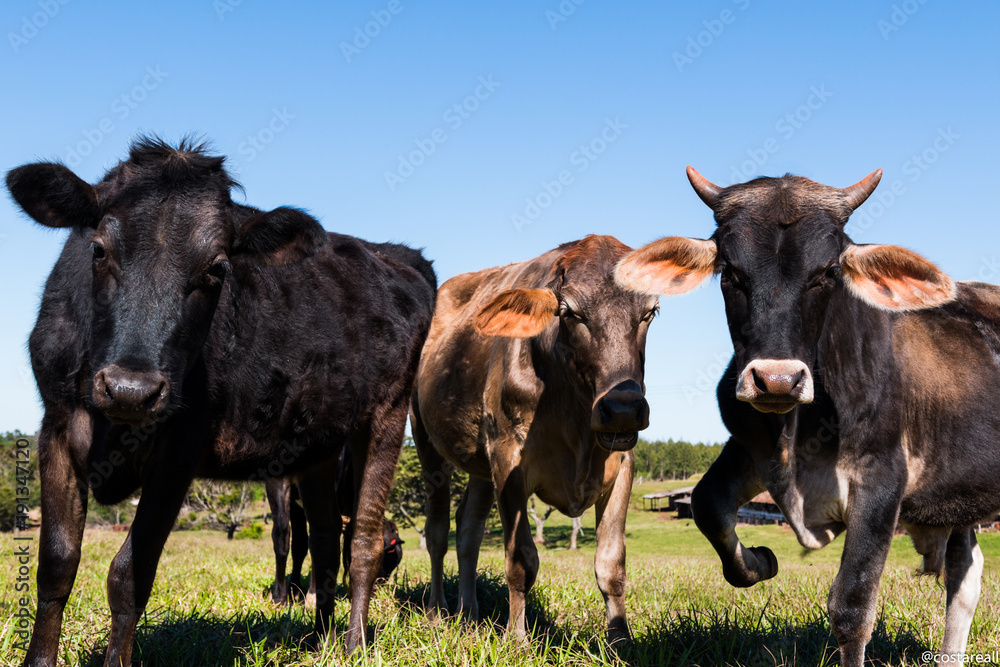 três vacas olham para a câmera