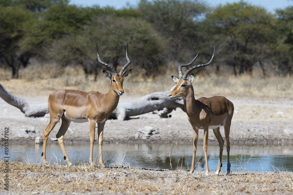 Two male impalas (Aepyceros melampus) at waterhole, Botswana Two male impalas (Aepyceros melampus) at waterhole, Botswana