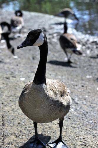 Los Gansos Canadienses