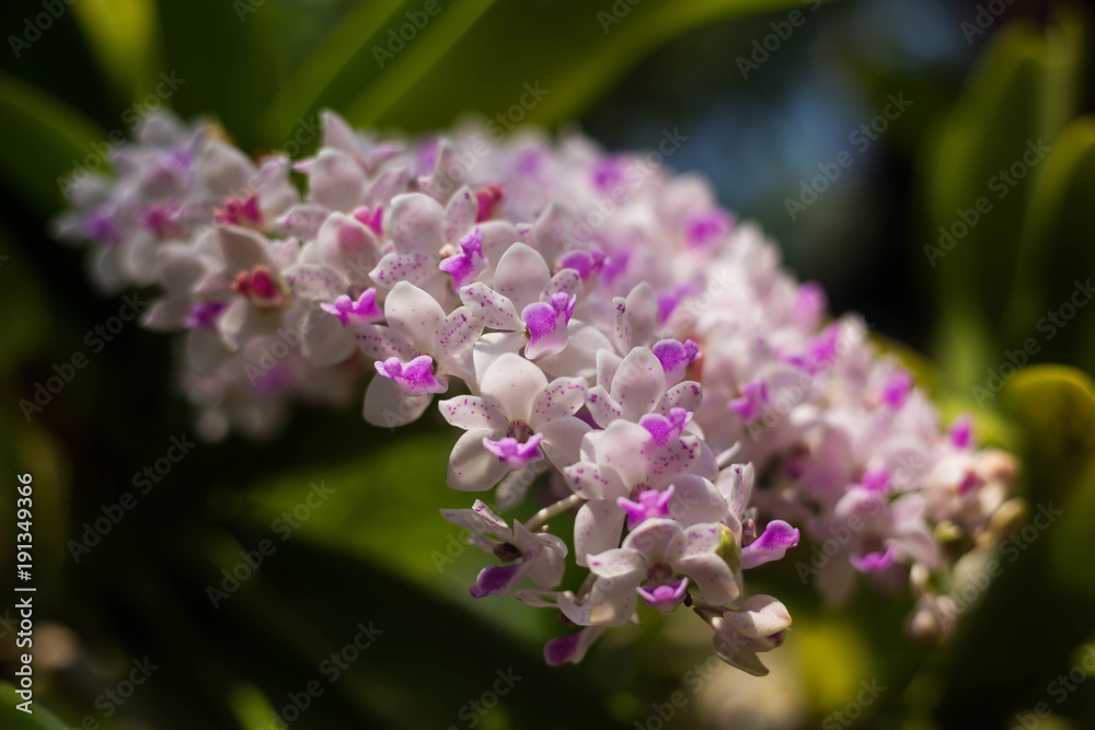 Rhynchostylis gigantea orchid in garden Rhynchostylis gigantea orchid in garden